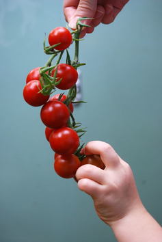 "My daughter grabbing a cherry tomato off a branch by Edward Middleton"