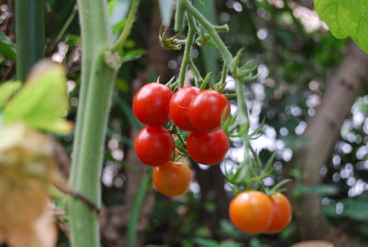 "A bunch of cherry tomatoes on a branch by Edward Middleton"